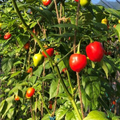 ふるさと納税 熊野市 【テレビで紹介されました】熊野生唐辛子3本 |  | 01