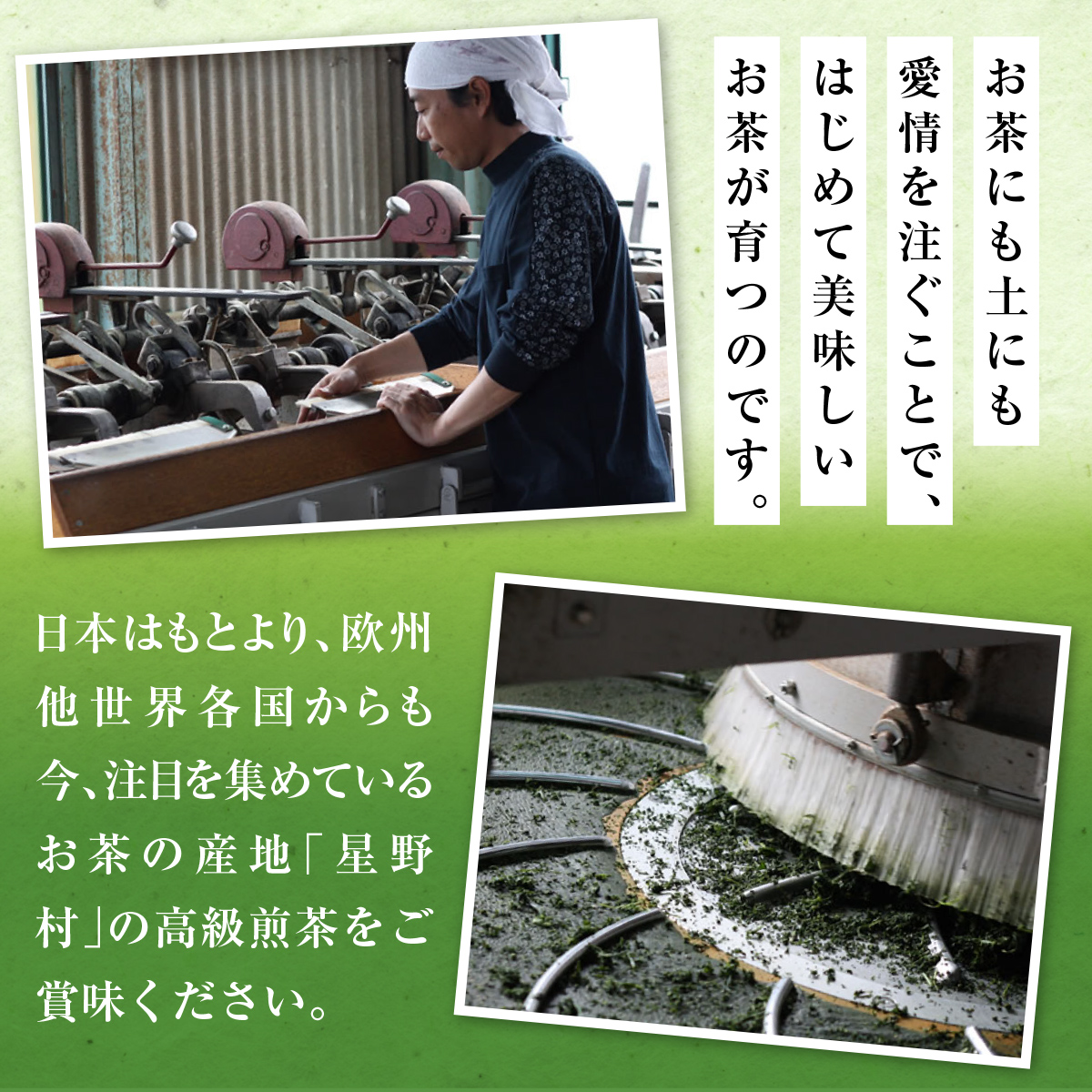 【定期便】奥八女星野村 深蒸し高級煎茶(深蒸し茶)1袋[100g] 6回コース UX018