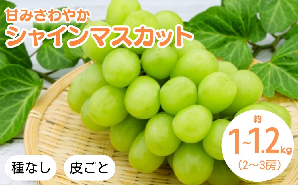 
            シャインマスカット 約1kg~1.2kg(2~3房)｜ ぶどう 葡萄 白ぶどう 種無し 種なし 皮ごと 千曲市 長野県産 信州
          