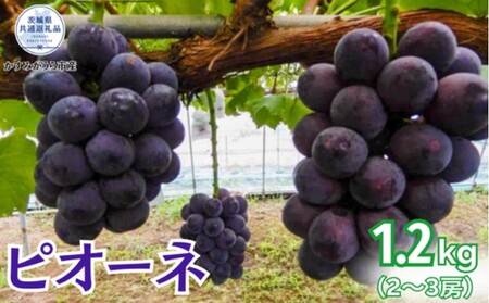 【2026年先行予約】ピオーネ 1.2kg（2 ～ 3房）（茨城県共通返礼品・かすみがうら市産）／ ぶどう 葡萄 ブドウ ピオーネ 先行予約 予約 1.2kg 朝どり 産地直送 茨城県