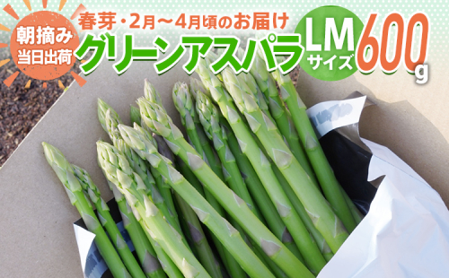 数量限定 アスパラ LM サイズ 600g 朝採り 直送 春芽 グリーンアスパラガス 朝採れ 先行予約 【2025年2月から4月お届け】 BT10