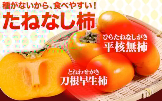 たねなし柿（刀根早生柿・平核無柿）約4kg《2025年9月中旬-11月上旬頃出荷(土日祝除く)》 和歌山県 岩出市 種なし柿 柿 果物 フルーツ 2L〜Mサイズ カキ 