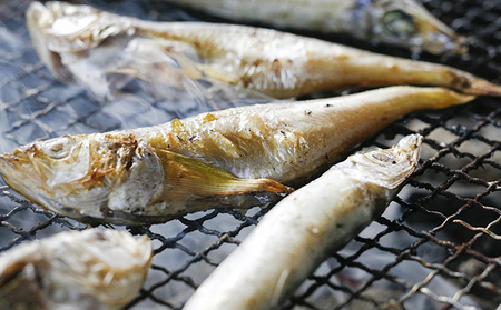干物 ハタハタ 一夜干し 脂のり 新物 16匹 干物