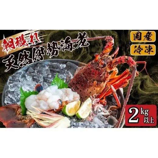 【 伊勢海老 】 天然伊勢海老 2kg以上