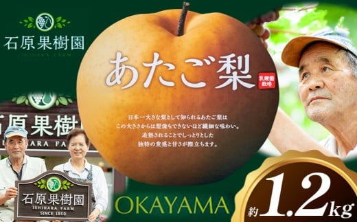 梨 あたご梨 1玉 約1.2kg 贈答箱入り 石原果樹園《2026年11月中旬-12月下旬頃出荷》岡山県 浅口市 フルーツ 果物 ギフト 贈り物 国産 岡山県産 送料無料