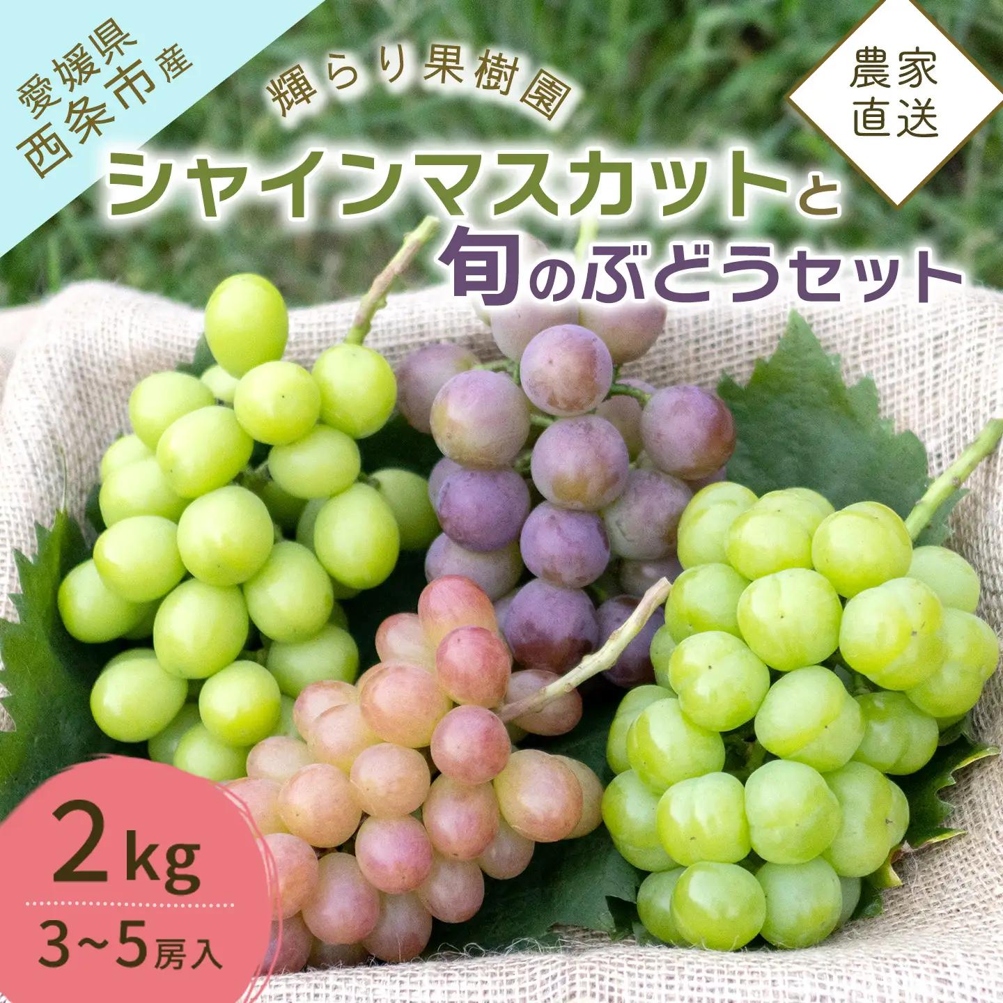 【先行予約】完熟ぶどう食べ比べセット シャインマスカットと旬ぶどう 2㎏（3～5房） 2026年9月発送　西条市 輝らり果樹園　秋ぶどう