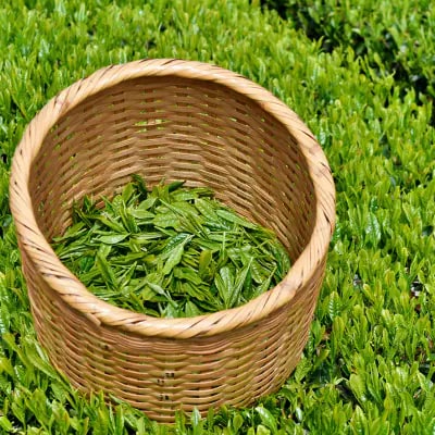 2025年度iTQi(国際味覚品質コンクール)優秀味覚賞受賞茶　掛川深蒸し茶かごよせ100g×7本【配送不可地域：離島・沖縄県】