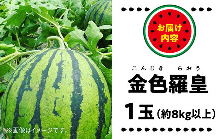 【2026年 先行予約】【数量限定】すいか 金色羅皇 1玉入り 約8kg以上 黄色い スイカ 甘い【日本フルーツ株式会社】[AYDA008]