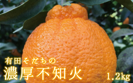 【先行予約】有田育ちの濃厚 不知火 ( デコポン と同品種)( 訳あり 家庭用 )  1kg+200g(痛み補償分)【ard208B】