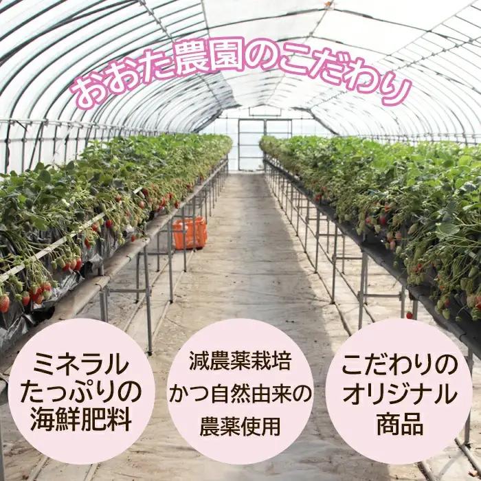 【先行予約】鳥取県産いちご かおりの 15粒（ギフト箱入）【イチゴ 苺 フルーツ 果物 かおりの かおり野 大粒 減農薬栽培 ギフト プレゼント 季節限定 先行予約】