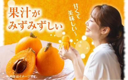 びわの食べ比べセット 約2kg【2026年5月上旬～2026年6月中旬配送】