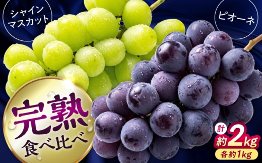 【先行予約】【2026年8月下旬発送開始】熊本県産 種なしピオーネ＆シャインマスカット 各1kg 計約2kg 食べ比べ セット / ぶどう ブドウ ぴおーね シャインマスカット 葡萄 budou grape フルーツ fruits 完熟ぶどう 果物 くだもの ぶどう 種なし 旬 ぶどう ピオーネ 熊本県 合志市【有限会社 高司農園】 [AYDP004]