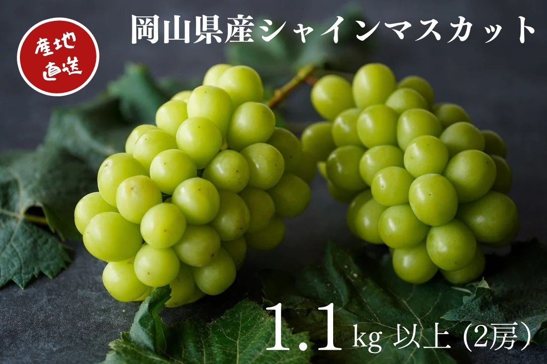 【ふるさと納税】岡山県産 厳選 シャインマスカット 2房（合計1.1kg以上）産地直送 朝採れ ぶどう 葡萄 ブドウ マスカット 果物 くだもの フルーツ 上品な香り 種なし 岡山のぶどう Kawahara Green Farm 倉敷市 送料無料【2025年9月上旬～10月下旬 発送予定】