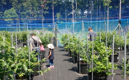 【2026年6月～8月ご利用分】ブルーベリー狩り体験体験チケット（ペア） 