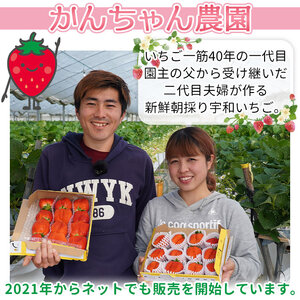 ＜農家厳選 新鮮朝採り 宇和いちご 特大サイズ おばけいちご 3箱（約1.8kg）＞ イチゴ 大粒 果物 フルーツ くだもの トロベリー かおりの 産地直送 旬 期間限定 数量限定 かんちゃん農園 愛
