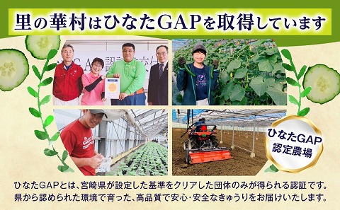 てげうま きゅうり 5kg 野菜 きゅうり 新鮮