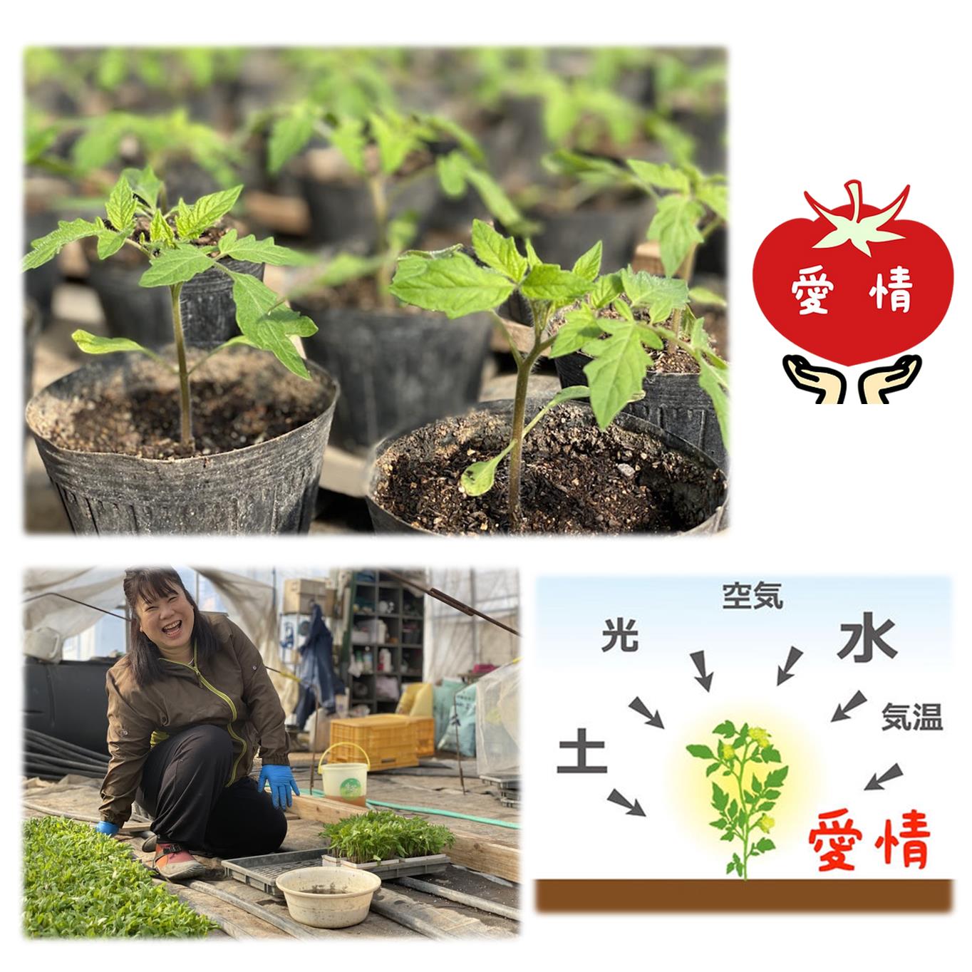 ＜2025年7月上旬よりお届け＞【農園直送】北海道壮瞥産　彩りミニトマト約2.7kg SBTO004