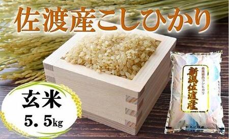 【令和6年産】佐渡高千産こしひかり 玄米 5.5kg