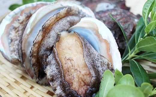 【日時指定可】肉厚ぷりぷり！養殖活アワビ 活きたままお届け！とれたて新鮮！約1キロ！  あわび 活アワビ 鮑 貝 海鮮 BBQ 刺身 あわびステーキ 肝醤油 バーベキュー ギフト お中元 御中元 島アワビ 島あわび 活アワビ 新鮮 贈答用 贈与プレゼント