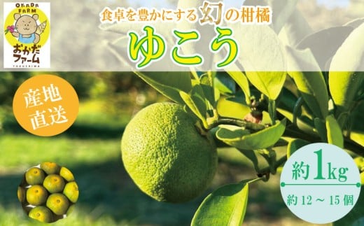 【2025年10月中旬順次発送】 ゆこう 1kg 柑橘 柚柑 ゆず すだち みかん 柚子 ユズ ダイダイ 酢 お酢 寿司酢 果実酢 果汁 お酒 酒 ビール ピール 付け合せ 人気 健康 美容