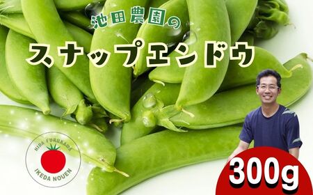 先行予約  野菜 スナップエンドウ 300g / 野菜 エンドウ　池田農園