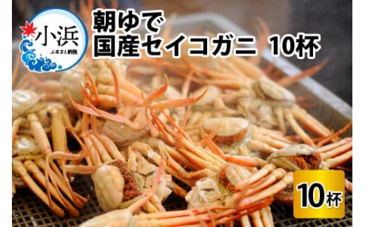 【先行予約】朝ゆで国産セイコガニ　10杯【2024年11月8日から順次発送予定】