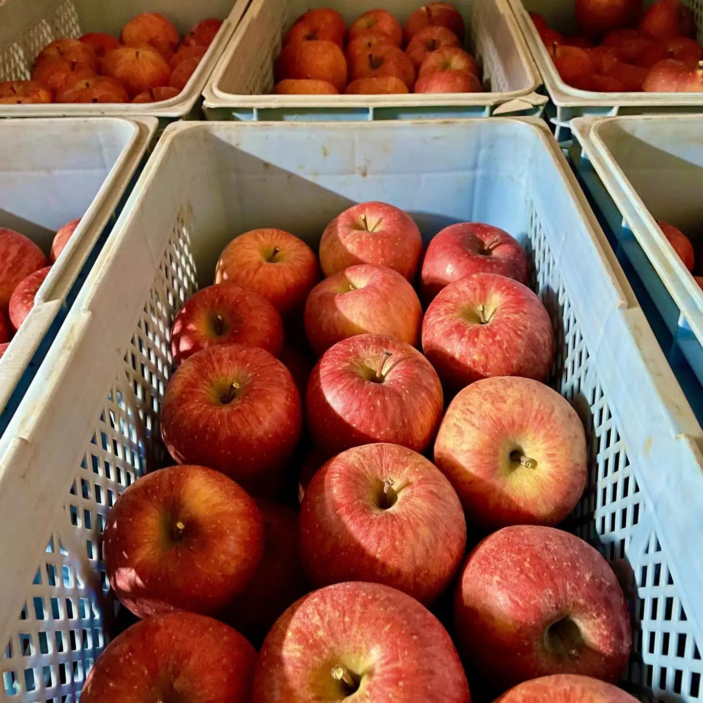 Knolls and farm クチナイのりんご 3kg 品種おまかせ 【令和8年9月中旬以降発送予定】 岩手県 北上市 D0567