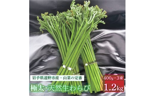 生わらび 極太 1.2kg 400g×3束 天然 岩手県 遠野市 産 ワラビ 山菜 田村りんご店 期間限定 数量限定 【 先行予約 2026年5月上旬発送予定】
