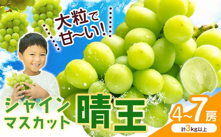 シャインマスカット【晴王】 岡山県産 4-7房(計3kg以上)【先行予約】 株式会社Myself《2025年9月上旬-11月上旬頃出荷》マスカット 送料無料 岡山県 浅口市 ぶどう フルーツ 果物 贈