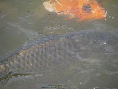 香りでトリップIN栃木市シリーズエッセンシャルスプレー　「鯉▼恋」