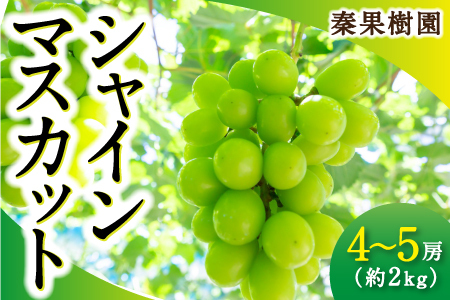 【先行予約】秦果樹園 シャインマスカット 4房から5房 (約2kg) 2025年8月下旬から9月中旬 出荷予定