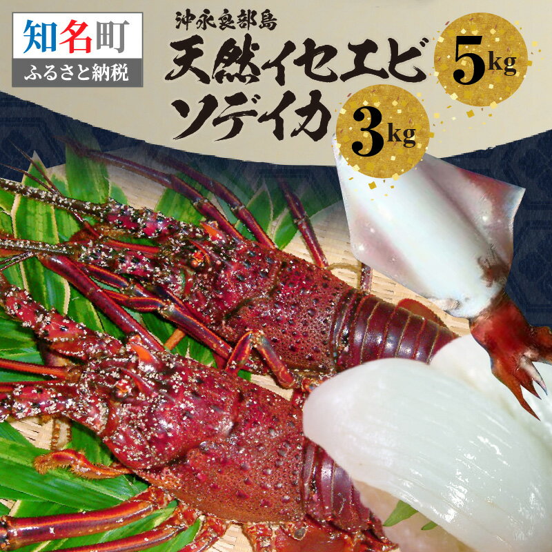 【ふるさと納税】 沖永良部島 天然 イセエビ 5kg ソデイカ 3kg 伊勢海老 海老 エビ イカ いか 烏賊 柵 刺身 寿司 生 魚介類 焼き ボイル 冷凍 獲れたて 甘み 鍋 新鮮 ぷりぷり セット 大容量 沖永良部島漁業協同組合 鹿児島 知名町 おすすめ ランキング プレゼント ギフト