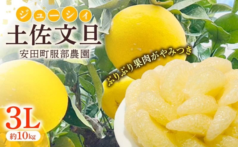 
            はっとりさんちの農園で育てた土佐文旦(3Lサイズ10kg) 文旦 3Lサイズ 10kg 大玉 ぶんたん 柑橘 土佐文旦 旬 常温 果汁 デザート サラダ ジャム マーマレード ギフト お歳暮 贈答 高知県 安田町  HT-10
          