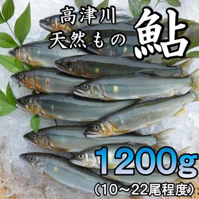ふるさと納税 吉賀町 高津川天然あゆ冷凍　1200g(吉賀町)