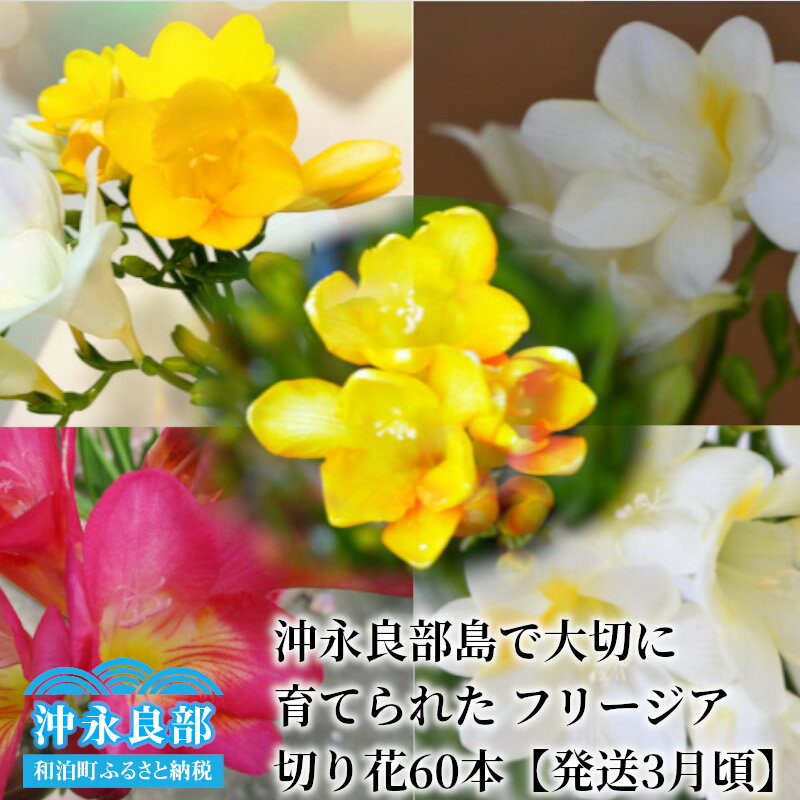 【ふるさと納税】 フリージア 切り花 60本 沖永良部島 大切に育てられた 花 観賞用 生け花 インテリア おしゃれ かわいい フラワー アレンジ フラワーアレンジメント 生花 花束 旬 花 きれい 美しい 福山花店 鹿児島県 和泊町 おすすめ ランキング プレゼント ギフト