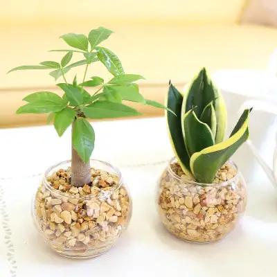 【観葉植物】土を使わないで清潔なミニ観葉植物 ゼオライト植え・ガラス鉢 丸形 2鉢セット（パキラとサンスベリア）【観葉植物 インテリア 部屋 おしゃれ 福岡県 筑前町 送料無料 AG048VC03】