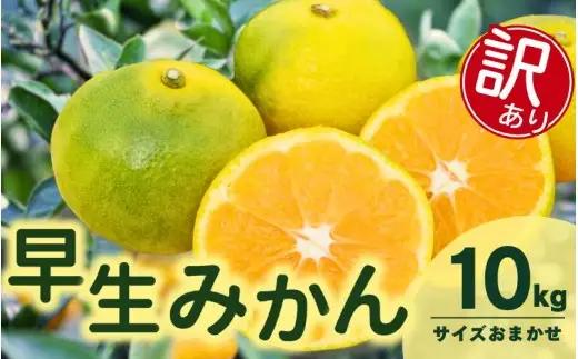 訳あり 由良 早生 みかん (サイズおまかせ) 10kg ※2026年11月上旬～12月上旬に順次発送予定※北海道・沖縄・離島配送不可 / 温州みかん 甘い 家庭用 柑橘 果物 和歌山 【eiw003
