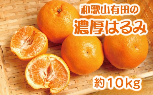 
                  和歌山有田の濃厚はるみ約10kg (S又はMサイズ)※2027年1月下旬～2月中旬頃に順次発送予定/みかん 蜜柑 フルーツ 果物 【ard204】 
                