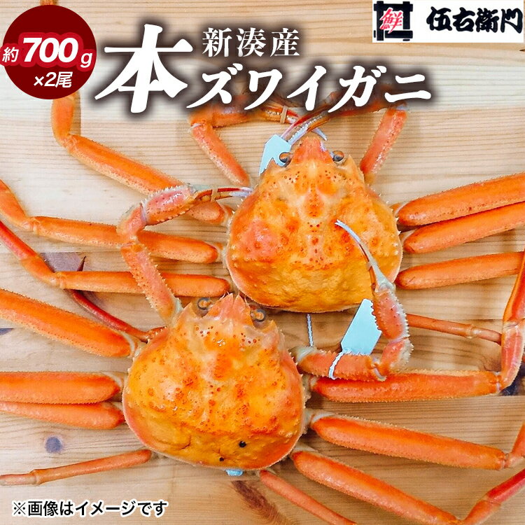 【ふるさと納税】【伍右衛門】新湊産本ズワイガニ約700g×2尾｜蟹 かに カニ かにしゃぶ カニしゃぶ 蟹しゃぶ かに鍋 ボイル 海鮮 ズワイガニ 茹でたて 新鮮 国産 富山県産 ※離島への配送不可 ※2025年11月上旬～2026年3月中旬頃 ※発送まで1か月以上かかる場合があります。
