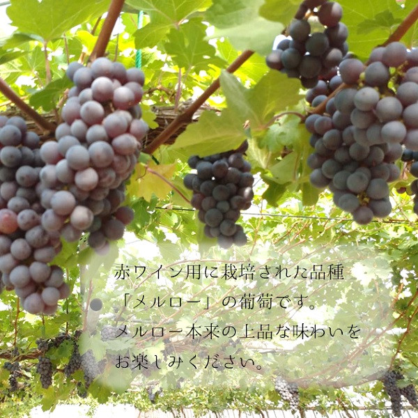 梱包時のサイズ感です。お受け取り時にご注意ください！