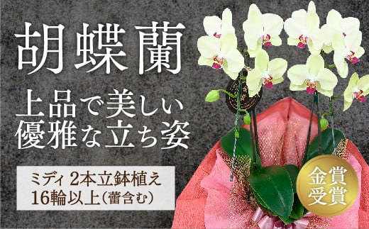 D426 ☆金賞受賞☆超希少！イエロー胡蝶蘭’日の出’小 ミディサイズ（2本立）