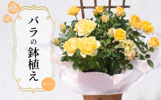 バラ 鉢植え オレンジ ( ギフト プレゼント 贈答 花 フラワー プロポーズ 記念日 お祝い 自然 贈り物 ローズ 植物 バラ鉢苗 バラ苗 ガーデニング 産地直送 お取り寄せ 癒やし 香り リラックス ) 下関 山口