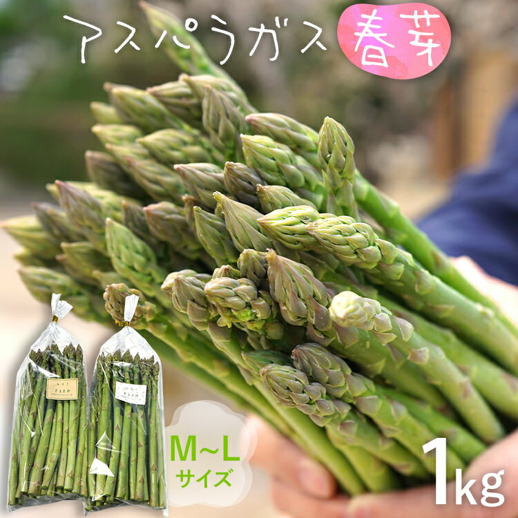 【ふるさと納税】予約受付 アスパラ 春芽 M~Lサイズ 1kg（500g×2） 2026年3月頃より順次発送 野菜 アスパラガス 農家直送 福岡 九州 グルメ お取り寄せ