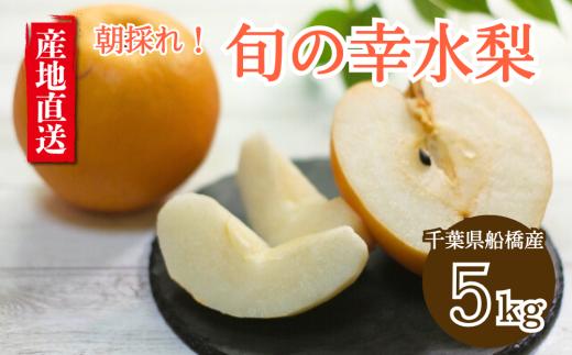 【2025年産】船橋のなし 幸水 5kg 4L 5L 8～12玉 梨 千葉県 船橋市産 高品質 先行予約 桜井農園