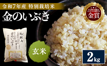 【ふるさと納税】令和7年産米 冷めても美味しい玄米 特別栽培米 金のいぶき 2kg 玄米 米 農家直送 受賞歴多数 ＼自然由来の漢方栽培／ ふるさと 人気 ランキング【渡部 浩見】[B2105]