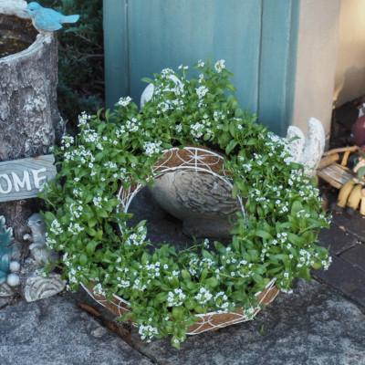 ふるさと納税 朝倉市 アリッサムのサークルハンキング(直径35cm) |  | 01