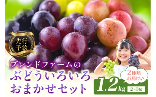 【先行予約】ブレンドファームのぶどういろいろおまかせセット（2025年8月下旬～発送） 2種類 食べ比べ 詰合せ 農家直送 ブドウ ぶどう 人気 フルーツ 果物 ブラックビート 藤稔 ピオーネ ロザリオロッソ クイーンニーナ 紅伊豆 コトピー シャインマスカット 瀬戸ジャイアンツ ハニーシードレス ロザリオビアンコ　BF00012