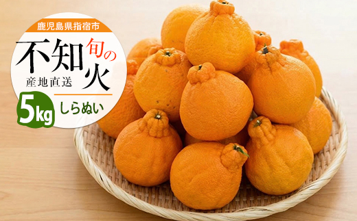 【2026年 発送】かいもん不知火 約5kg(迫田果樹園/IB064-006) しらぬい 柑橘類 不知火 みかん フルーツ 柑橘 旬 春 果物 指宿 いぶすき 鹿児島