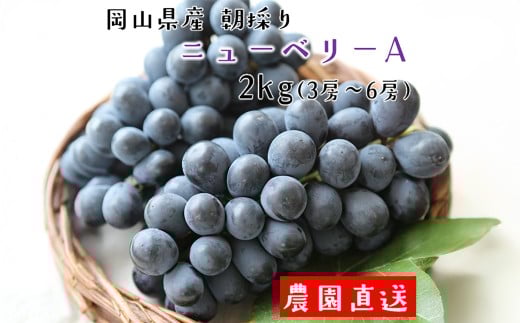 朝採り ニューベリーA 約2kg （3～6房） 【2025年8月下旬から9月下旬発送予定】 ／ ぶどう 葡萄 果物 果実 フルーツ 種なし 小粒 岡山県 美咲町 冷蔵