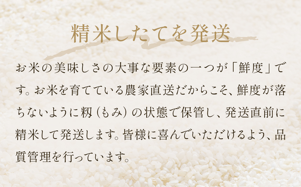 〈 先行予約 〉【定期便3回】 米 令和7年産 ササニシキ 精米